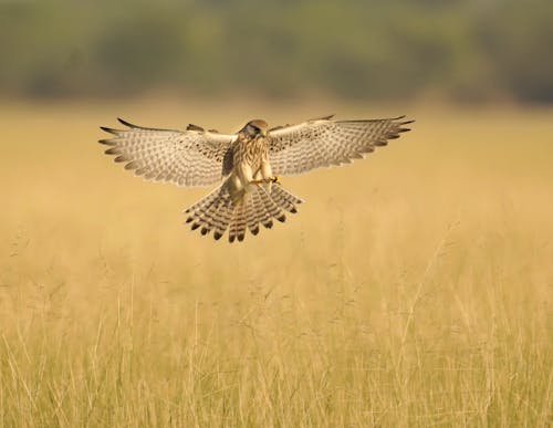 Hawk Flying over Grass