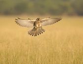 Brown and White Bird Flying over Brown Grass Field