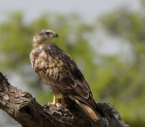 Falcon Sitting in Tree