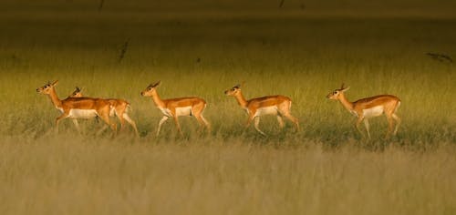 Deers on Field