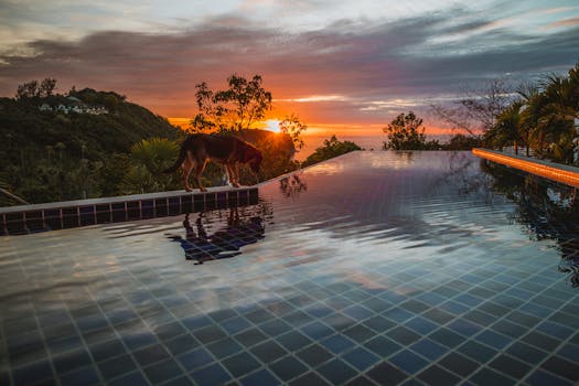 A dog stands by an infinity pool with a dramatic sunset reflecting on the water.