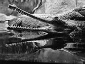 Grayscale Photo of Crocodile in Water