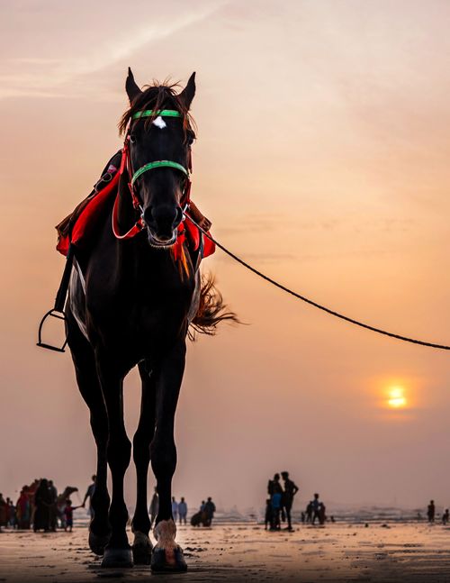 Free Dark brown horse equipped with green bridle and red saddle strolling against people walking along sandy beach at sunset Stock Photo