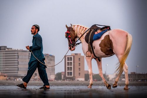 Free Side view of Arabian bearded man in hat leading white and brown pinto horse along wet sandy beach in city Stock Photo