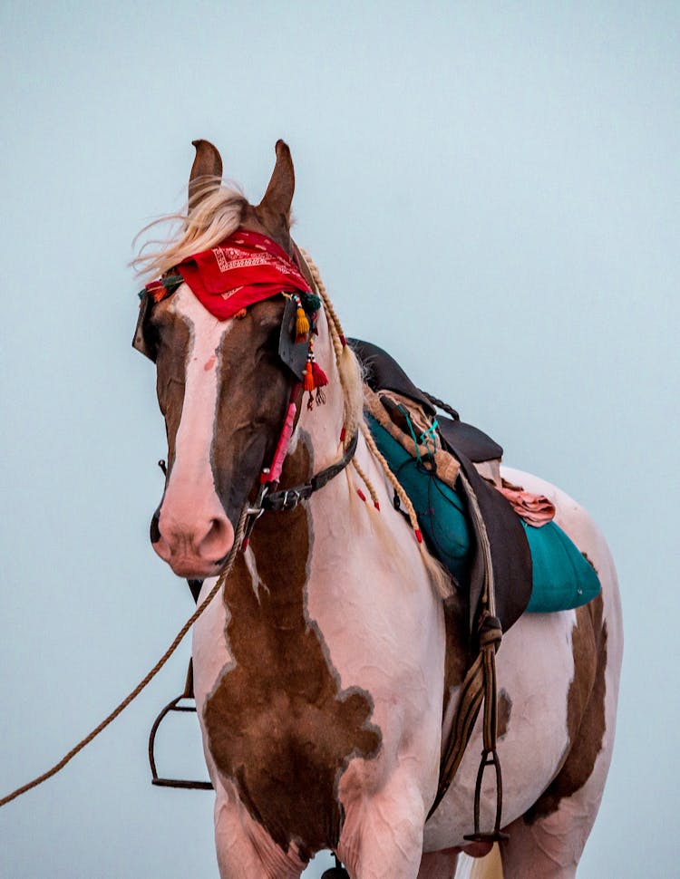 Pinto Horse With Bridle And Saddle Against Blue Sky