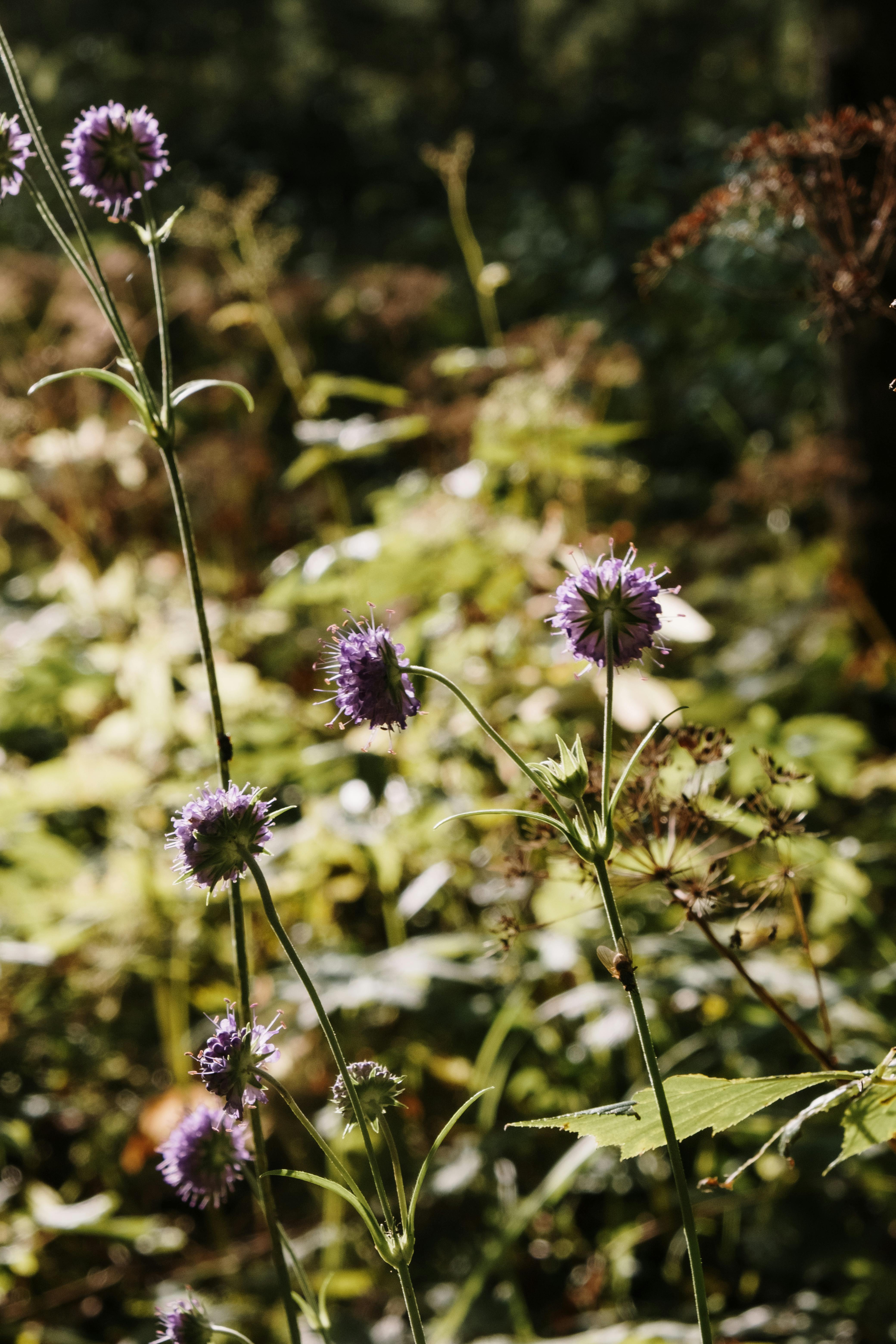 阳光明媚的田野上，紫色的野花绽放着，展现出自然的美丽与鲜艳的色彩