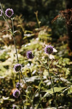 阳光明媚的田野上，紫色的野花绽放着，展现出自然的美丽与鲜艳的色彩