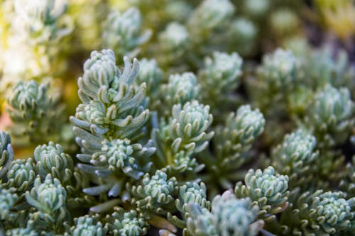 Free Succulent in Close Up Stock Photo