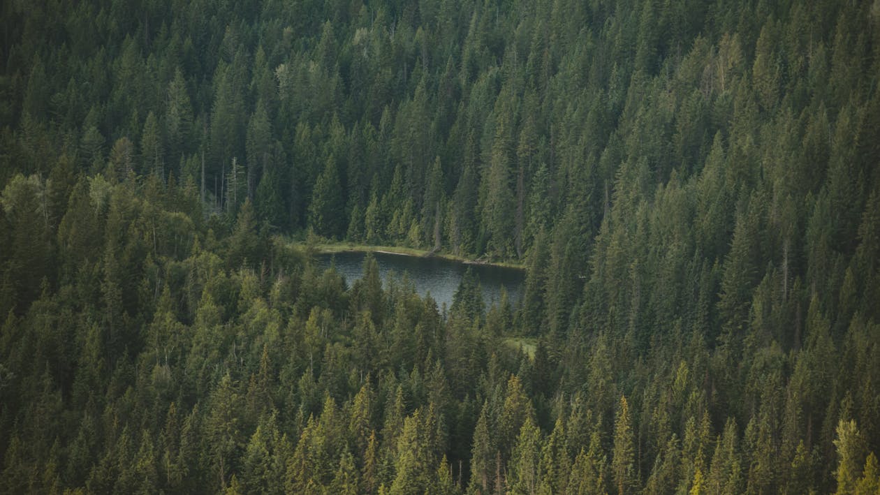 Gratis stockfoto met bomen, Bos, bosgebied