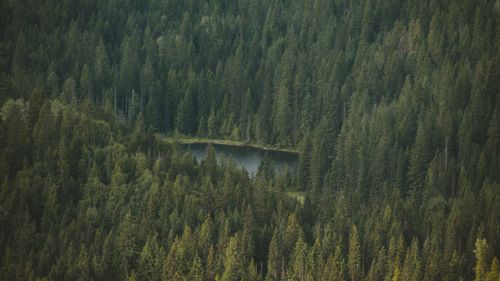 Free A tranquil lake surrounded by lush green forest, captured from an aerial perspective in Canada. Stock Photo