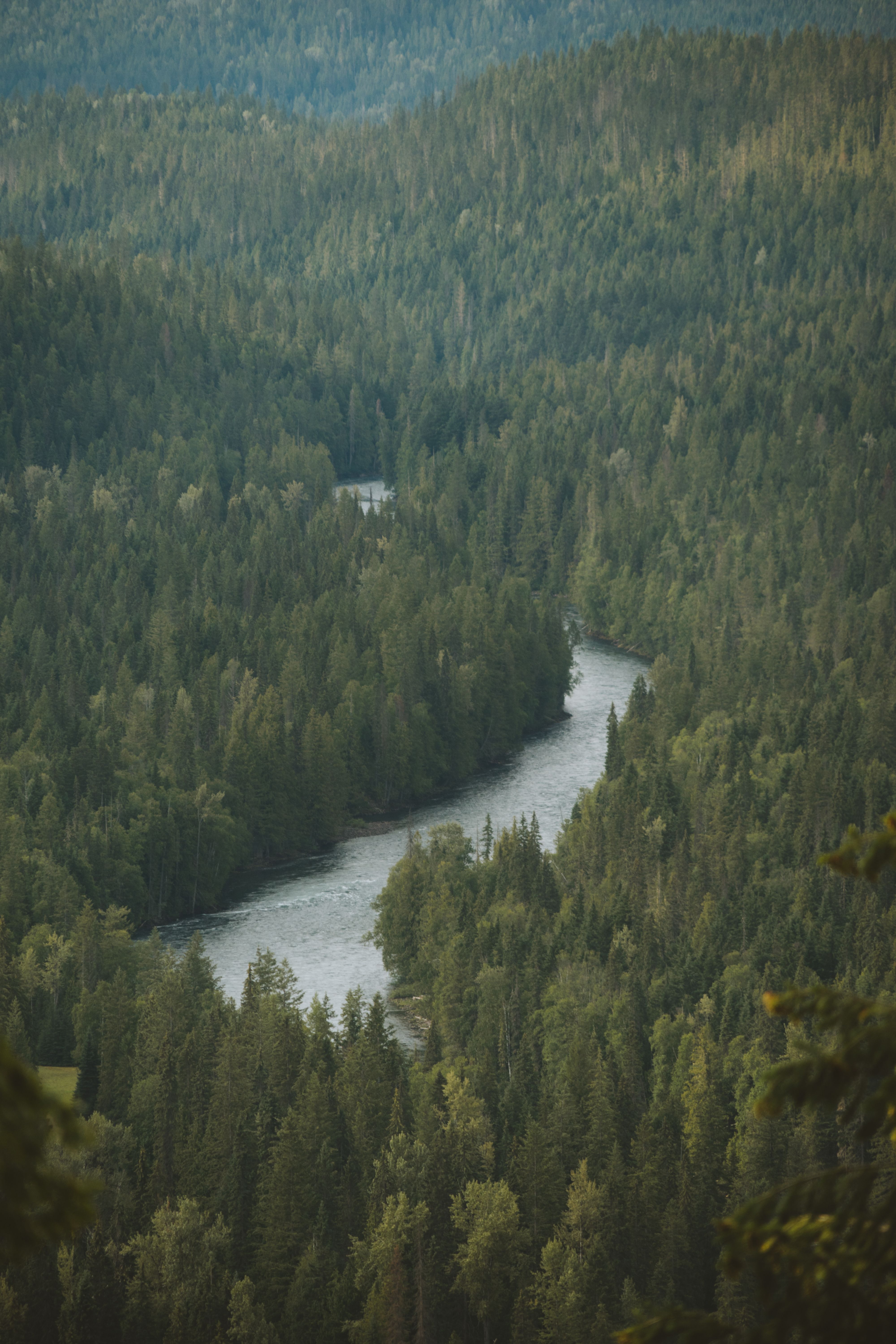 Aerial View of River in Between Green Trees · Free Stock Photo