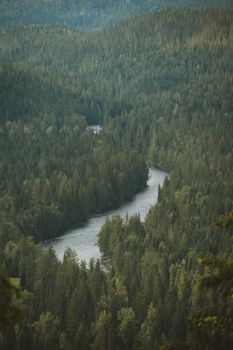 Stunning aerial view of lush Canadian forest with a winding river amidst vibrant greenery.