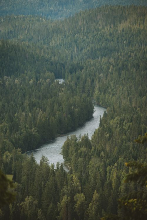 Free Stunning aerial view of lush Canadian forest with a winding river amidst vibrant greenery. Stock Photo