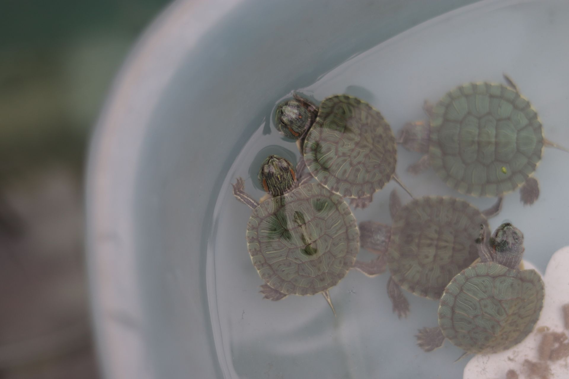 Baby Turtles in the Water