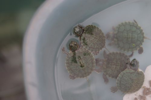 Free Close-up photo of baby turtles swimming and floating in a container of water. Stock Photo