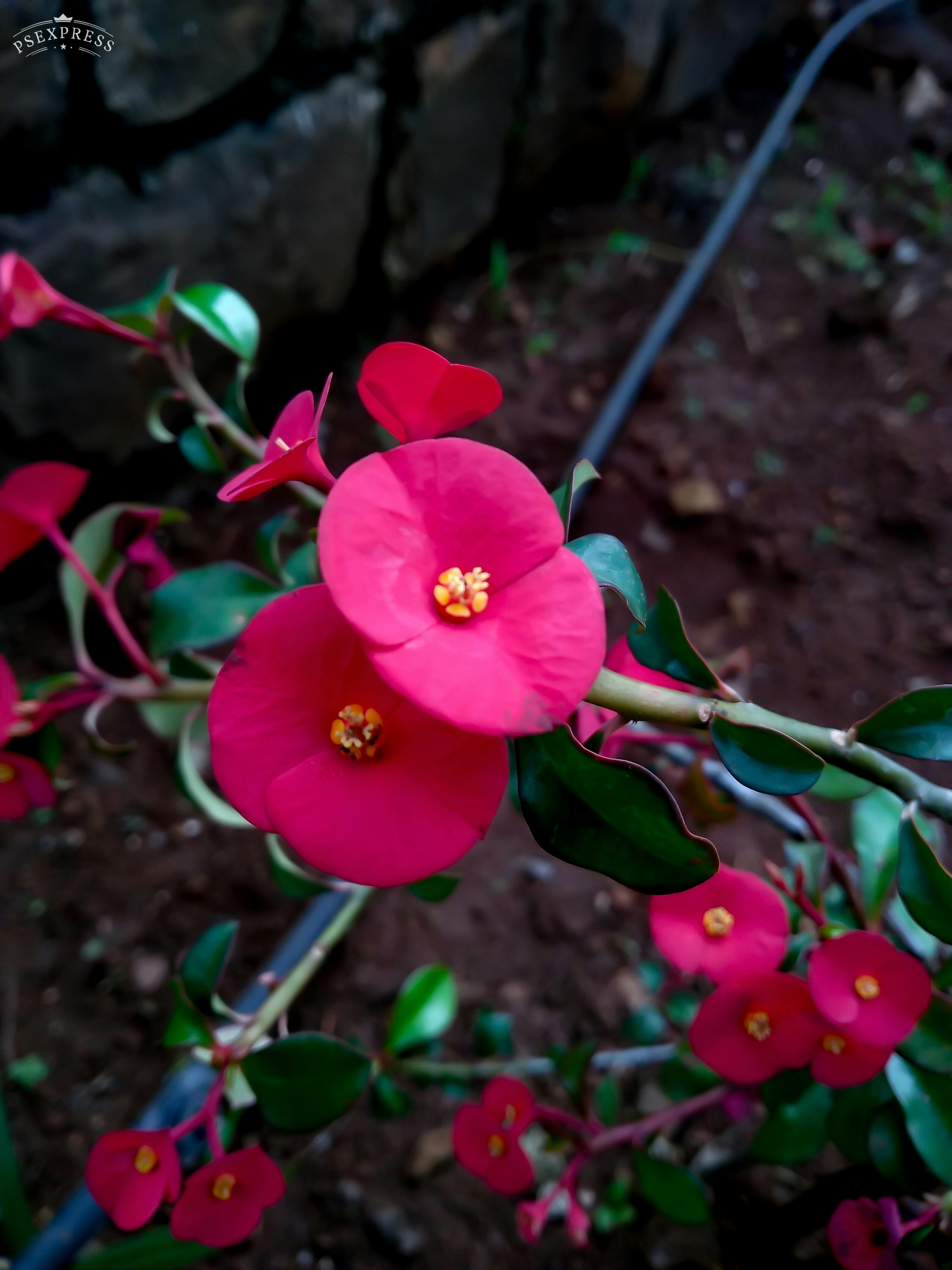 Người đeo khẩu trang tại sân bay