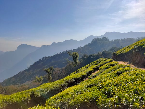 Elderlyese tea master in traditional kimono demonstrating proper tea ceremony posture