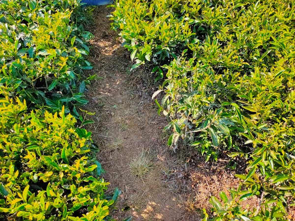 Middle-agedese woman in elegant kimono preparing matcha with precise movements