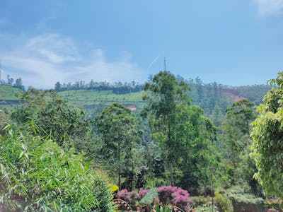 Traditional bamboo chasen whisk with fine tines for matcha preparation