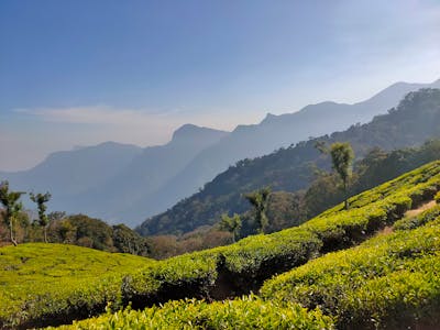 Autumn leaves and warm tea ceremony setting with earth-toned ceramics