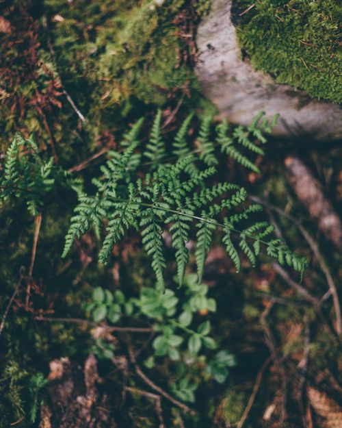 Free From above of fern leaves on thin stem growing in green forest in summer day Stock Photo