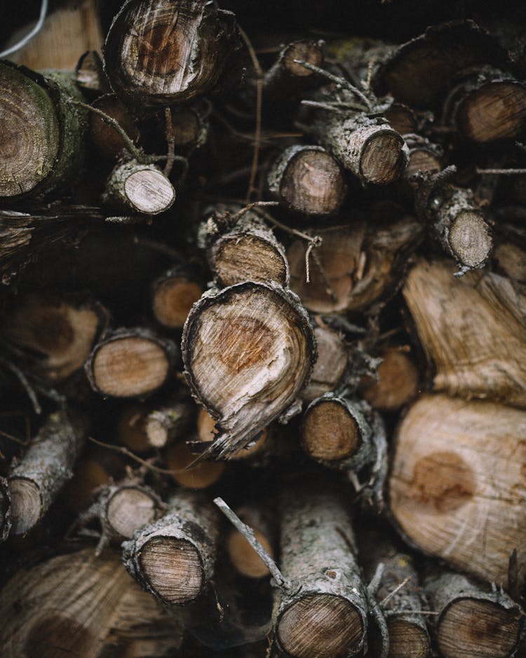 Stack Of Dry Logs In Countryside