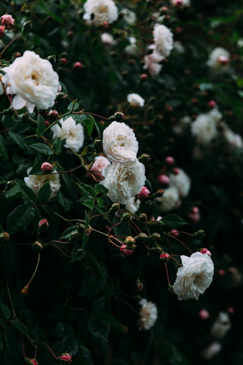 Delicate white roses growing on green bush with thin leaves in summer park