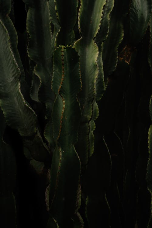 Tall cactuses growing in darkness