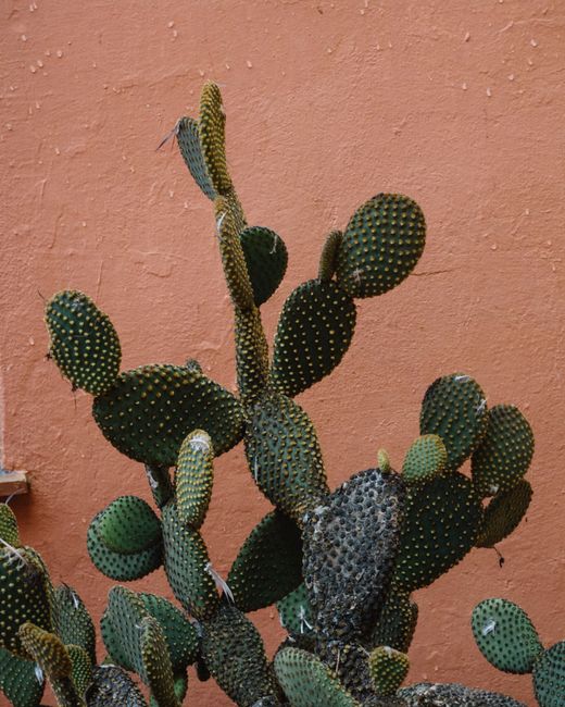 Tall exotic cactuses with unusual shape and prickly leaves growing against bright shabby wall under sunlight in street on summer day