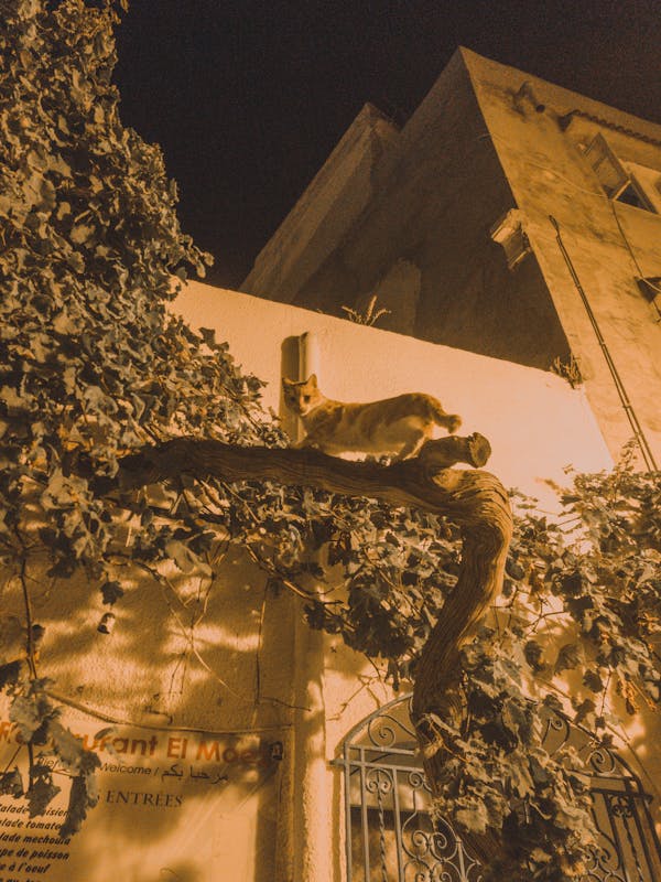 伝統的な畳の間