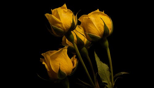 茶碗コレクション