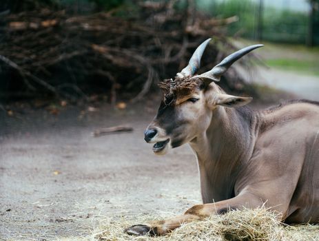 Brown Antelope Lying on Ground