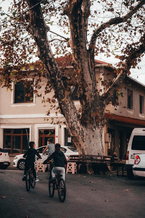 Back View of Kids Riding Bicycles near a Tree