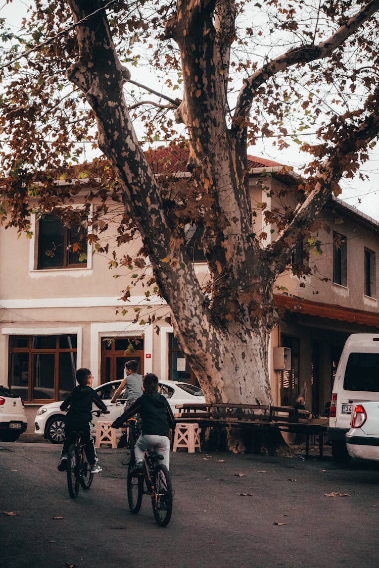 Back View Of Kids Riding Bicycles Near A Tree