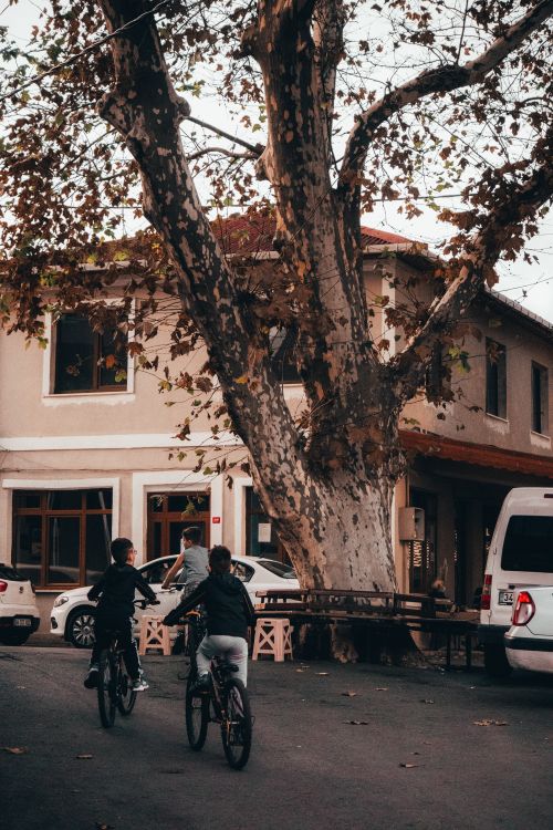 Free Two children enjoy a relaxing bike ride on a street in İstanbul, surrounded by autumn leaves. Stock Photo
