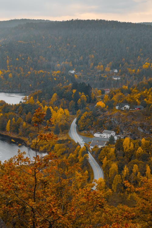 Deep Forest with Road and Village in Autumn