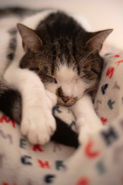 Cute cat sleeping on cozy blanket