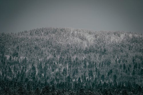 Picturesque scenery of lush green coniferous forest covered with snow growing on mountain against gray overcast sky