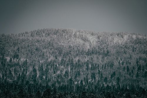 Free Picturesque scenery of lush green coniferous forest covered with snow growing on mountain against gray overcast sky Stock Photo