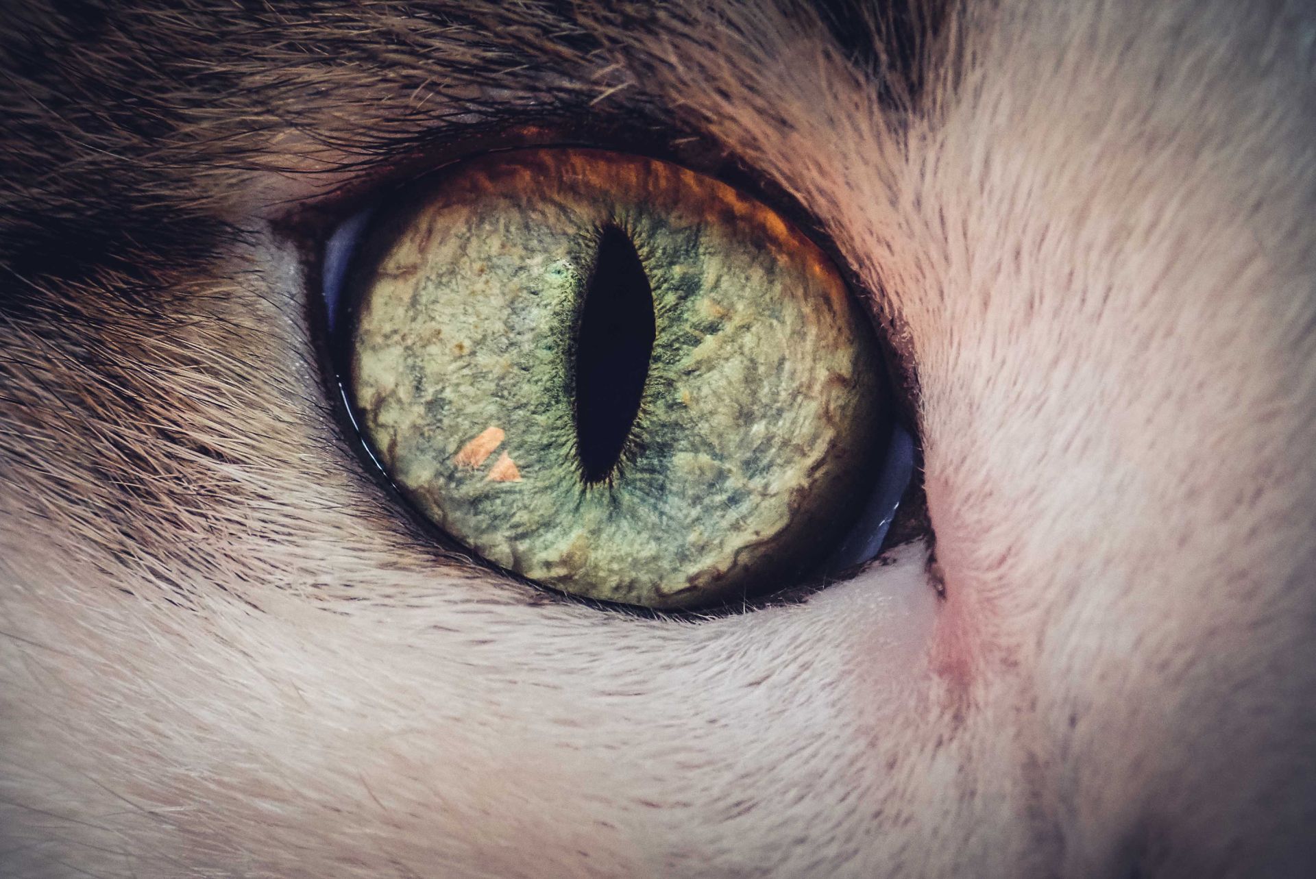 Closeup of green eye of cute attentive spotted cat looking at camera in daylight