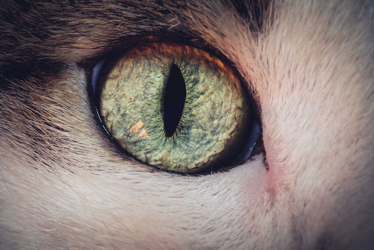 Green Eye Of Adorable Domestic Cat