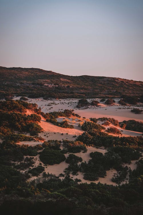 Plantes Vertes Poussant Sur Un Terrain Sablonneux Au Coucher Du Soleil