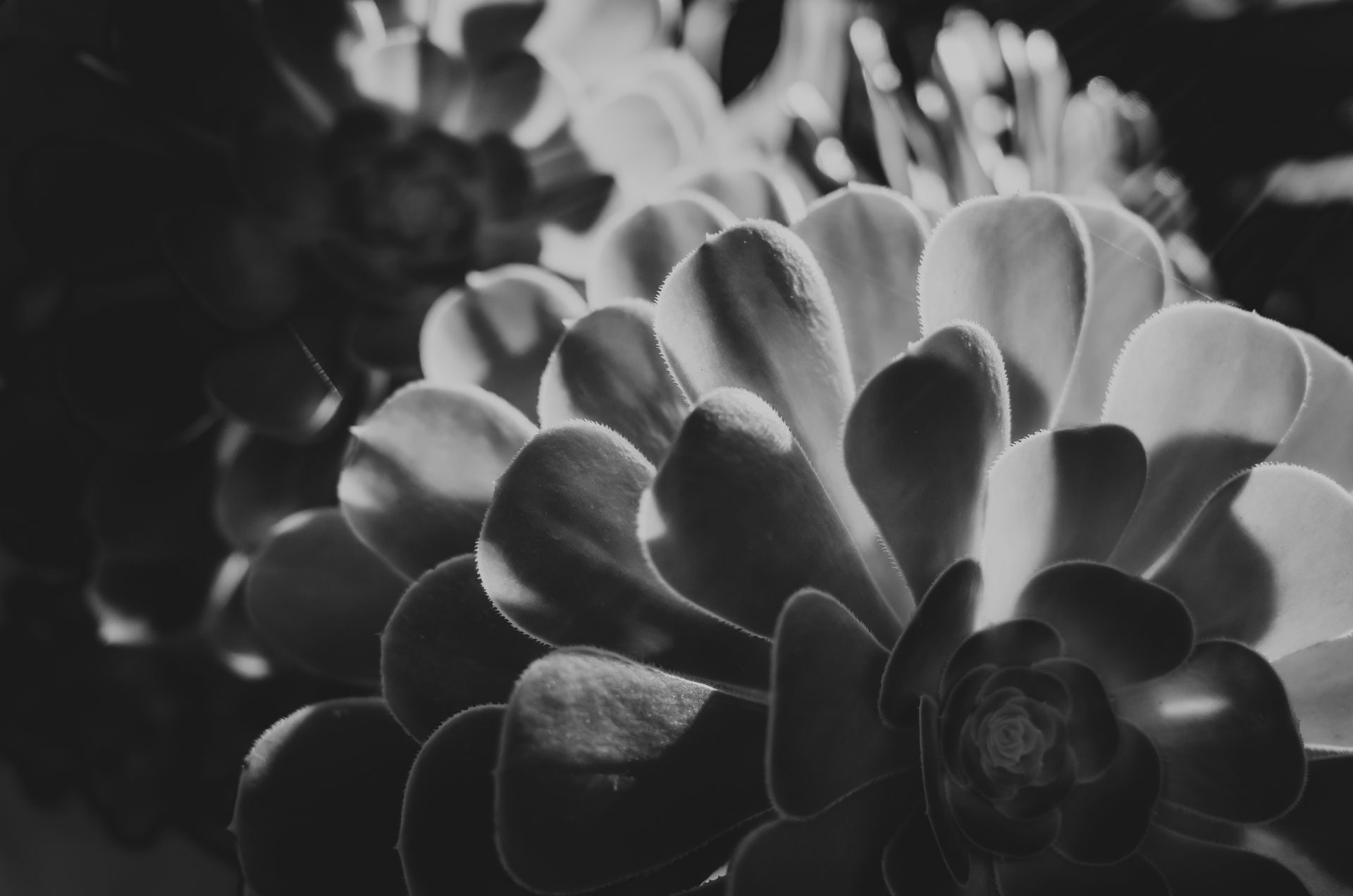 A striking black and white close-up of a succulent plant highlighting its textures and layers.