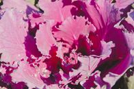 From above of purple cabbage with lush leaves and drops of water on sunny day