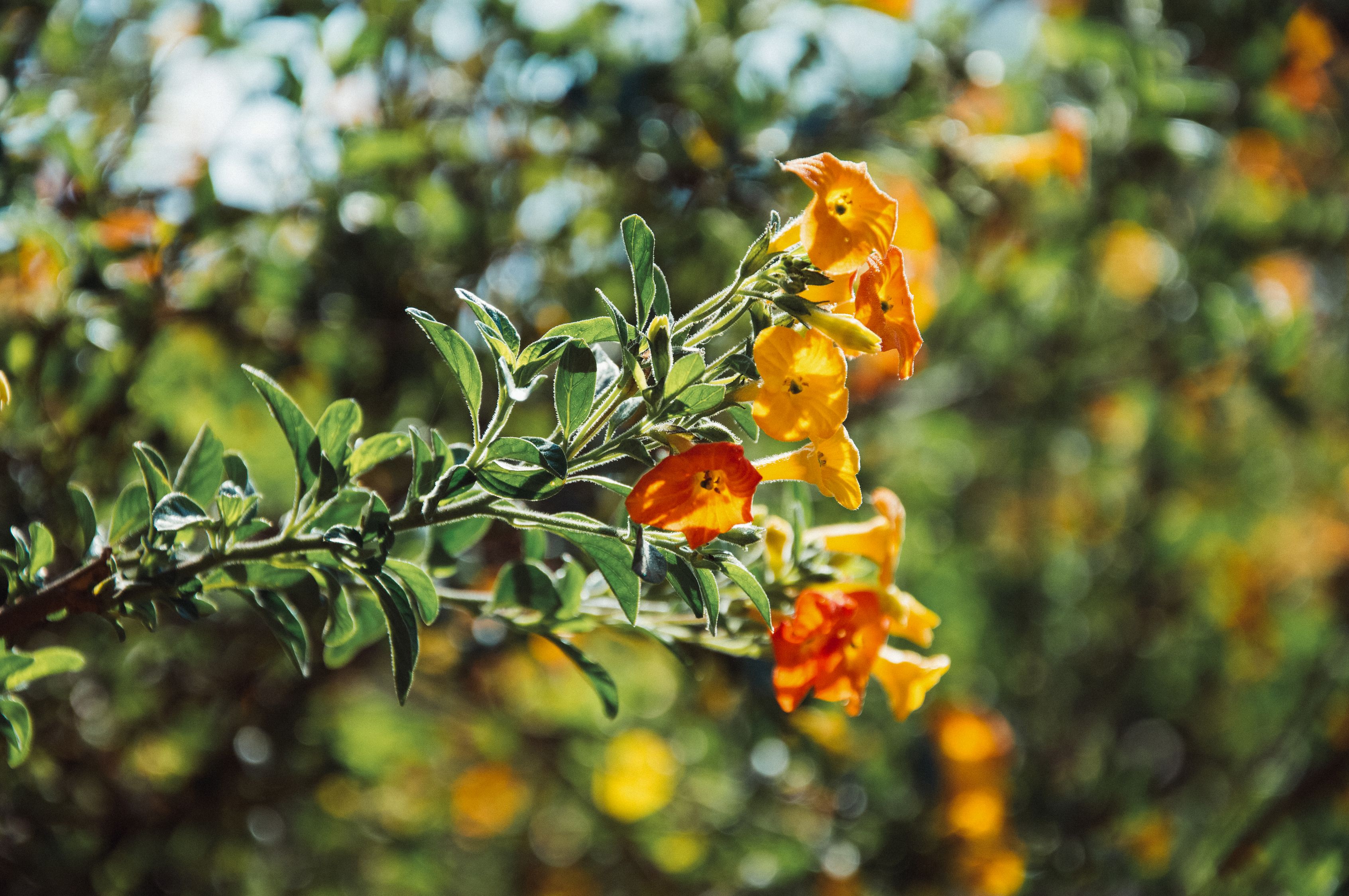 Blooming Orange Flowers On Stem With Green Leaves Free Stock Photo blooming-orange-flowers-on-stem-with-green-leaves-free-stock-photo