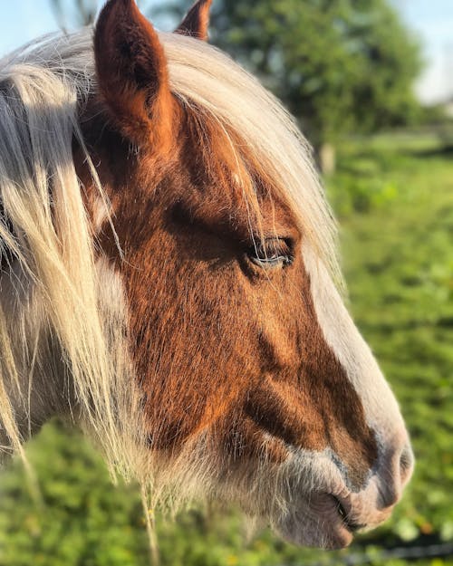Δωρεάν στοκ φωτογραφιών με αγρόκτημα, άλογο, άσπρο άλογο