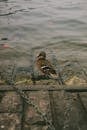 From above of wild grey duck standing on one paw on paved pier near rippling lake
