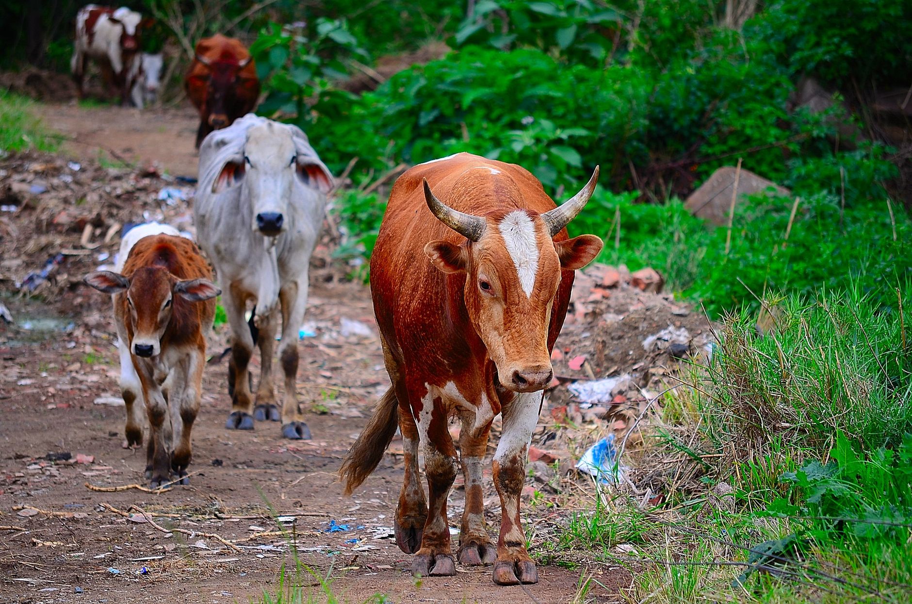 Severe Heat Threatens African Livestock Markets as Desert Temperatures Climb