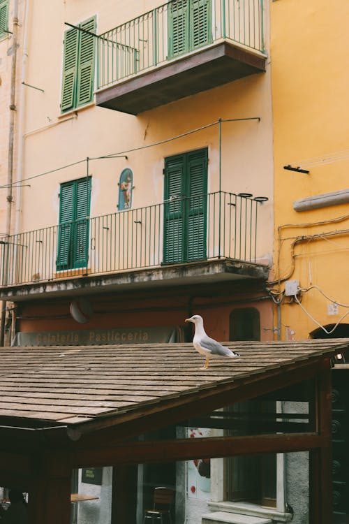 Free White seagull walking along old wooden roof in front of weathered pink and yellow building with balconies and shutters Stock Photo