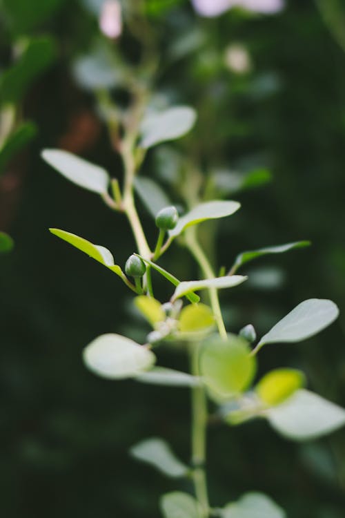 Tender lush thin plant stem with small green leaves in blurred sunny garden